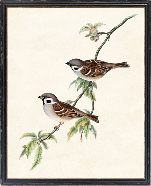 Sparrow Bird Printable Tree Sparrows Antique Illustration - Etsy
