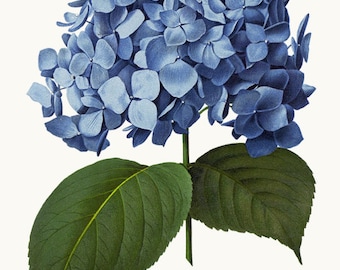Clipart stampabile di ortensia blu, illustrazione di fiori vintage, uso commerciale, file PNG con sfondo trasparente DOWNLOAD IMMEDIATO