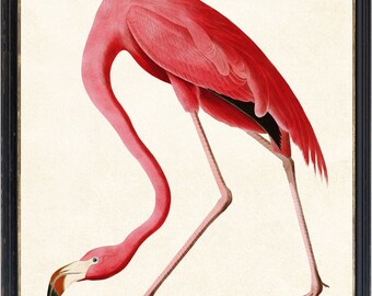 11x14 Pink Flamingo Digital Download, Audubon 'American Flamingo' Illustration, Wall Art Printable