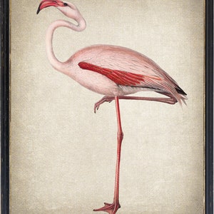 Print Up To 24x30 Inches Flamingo Printable, Common Flamingo Vintage Illustration, Tropical Bird Print INSTANT DOWNLOAD