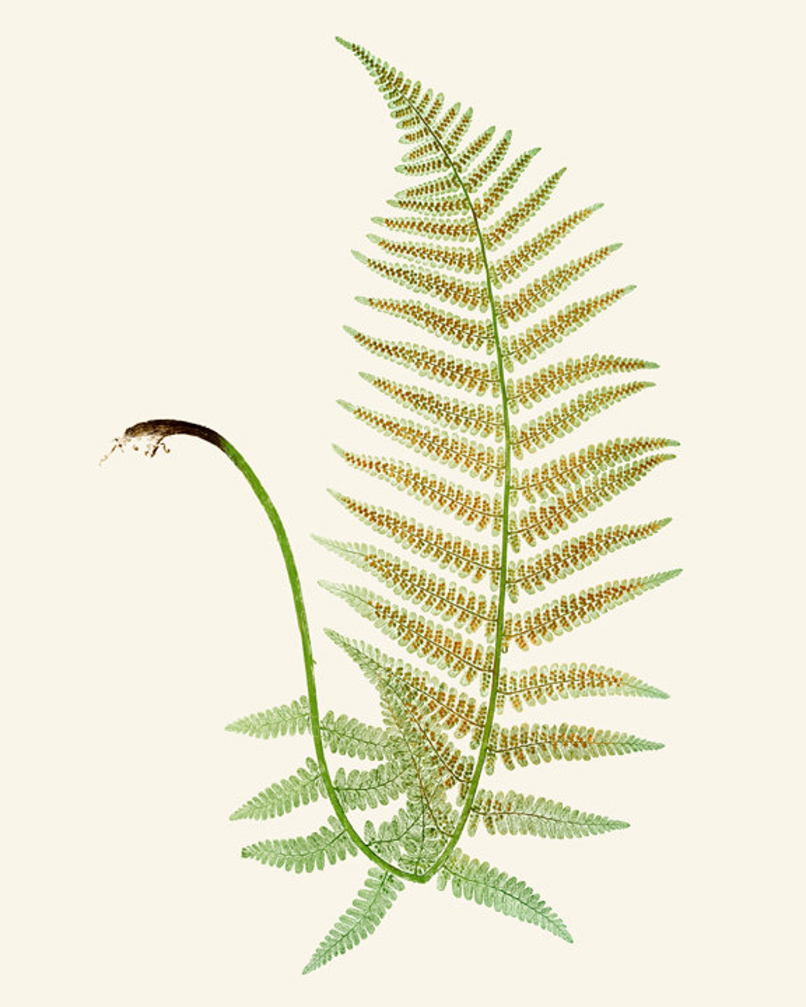 Fern Printables Set of 12 Ferns Vintage Nature - Etsy