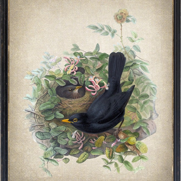 Blackbird and Nest Digital Print, Vintage Natural History Illustration, Printable Bird Wall Art Instant Download