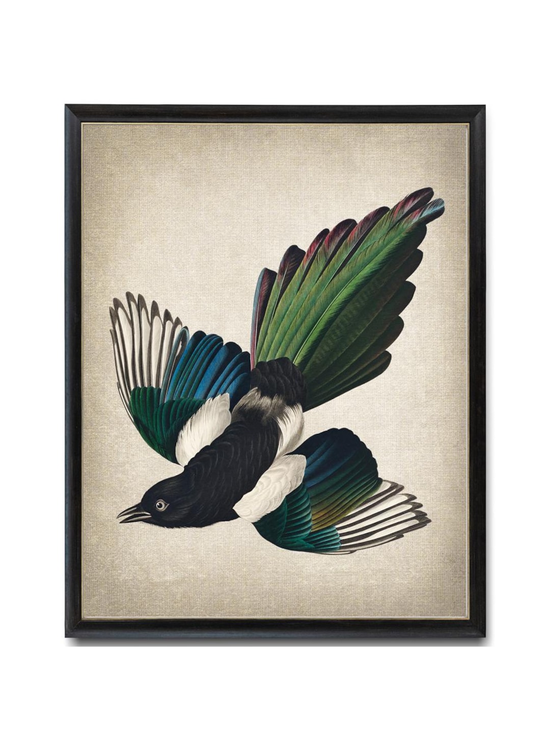Bird Printable, American Magpie Antique Illustration, Instant Wall
