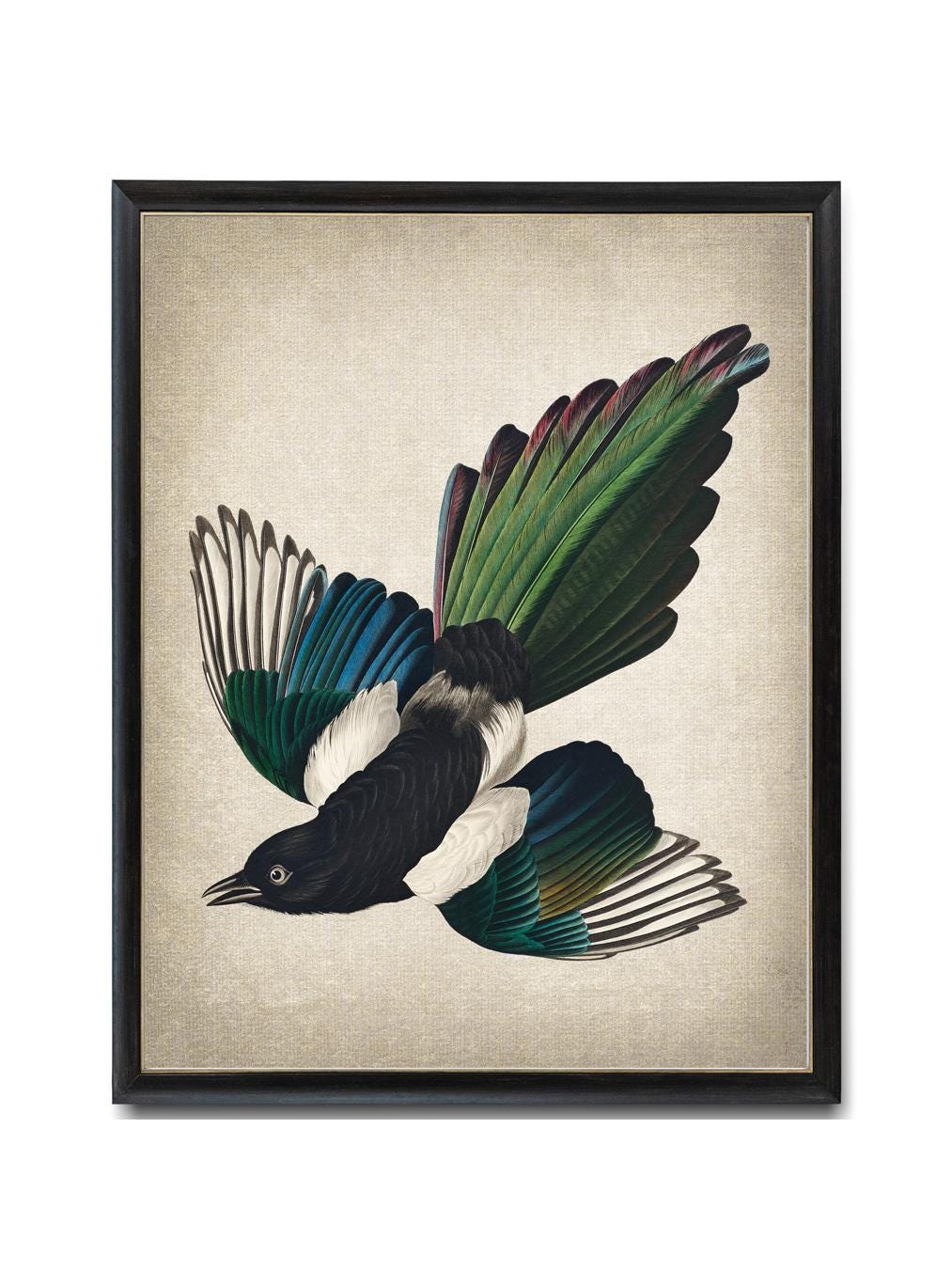 Bird Printable, American Magpie Antique Illustration, Instant Wall