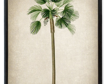 Print Up To 24x30 Inches Fan Palm Printable, Palm Tree Vintage Illustration, Botanical Wall Art Print INSTANT DOWNLOAD