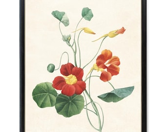 Garden Nasturtium Botanical Digital Download, Vintage Flower Illustration, Orange Flowers Wall Art Printable