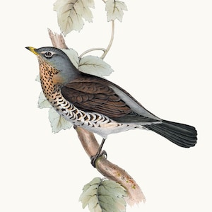 Zorzal real Clipart imprimible, ilustración de pájaro vintage, clip art de uso comercial, archivo PNG con fondo transparente DESCARGA INMEDIATA