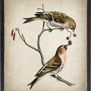 Bird Printable, &#39;Common Linnet&#39; Birds Vintage Illustration, Ornithology Natural History, Wall Art Print INSTANT DOWNLOAD