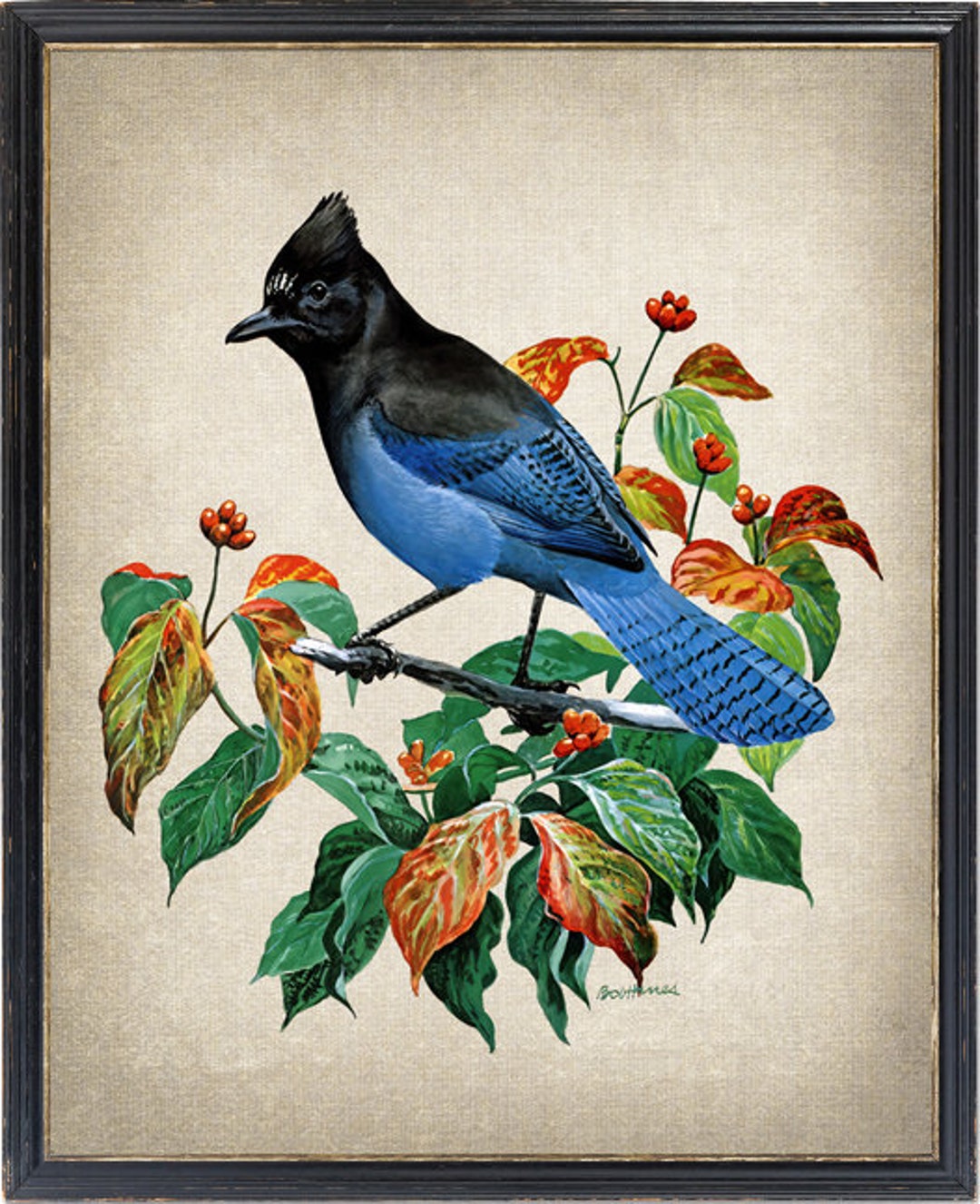 Bird Print, Steller's Jay Vintage Illustration, Instant Wall Art ...