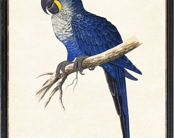 コンゴウインコ　絵画 il_340x270.4215979430_cgpq.jpg