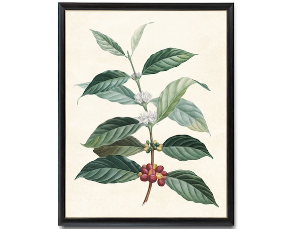 Print up to 24x30 Inches Coffee Plant Digital Print, Vintage Botanical  Illustration, Kitchen, Restaurant Wall Art Printable INSTANT DOWNLOAD - Etsy