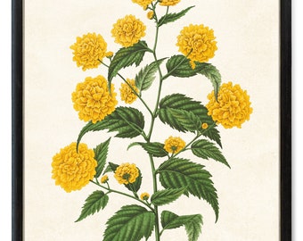 Yellow Flowers Printable, 'Kerria Japonica' Vintage Flower Illustration, Botanical Wall Art Print INSTANT DOWNLOAD