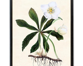 "Weiss Christrosen Pflanze Digitaldruck, 'Christmas Rose' Vintage Blumen Illustration, druckbare botanische Wandkunst SOFORT DOWNLOAD