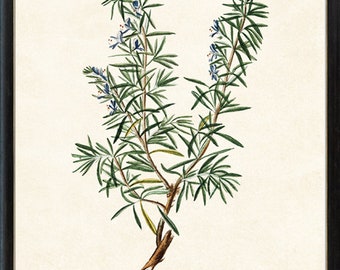 Rosemary Herb Printable, Culinary Herbal Plant Antique Illustration, Kitchen Botanical Art Print, Instant Digital Download