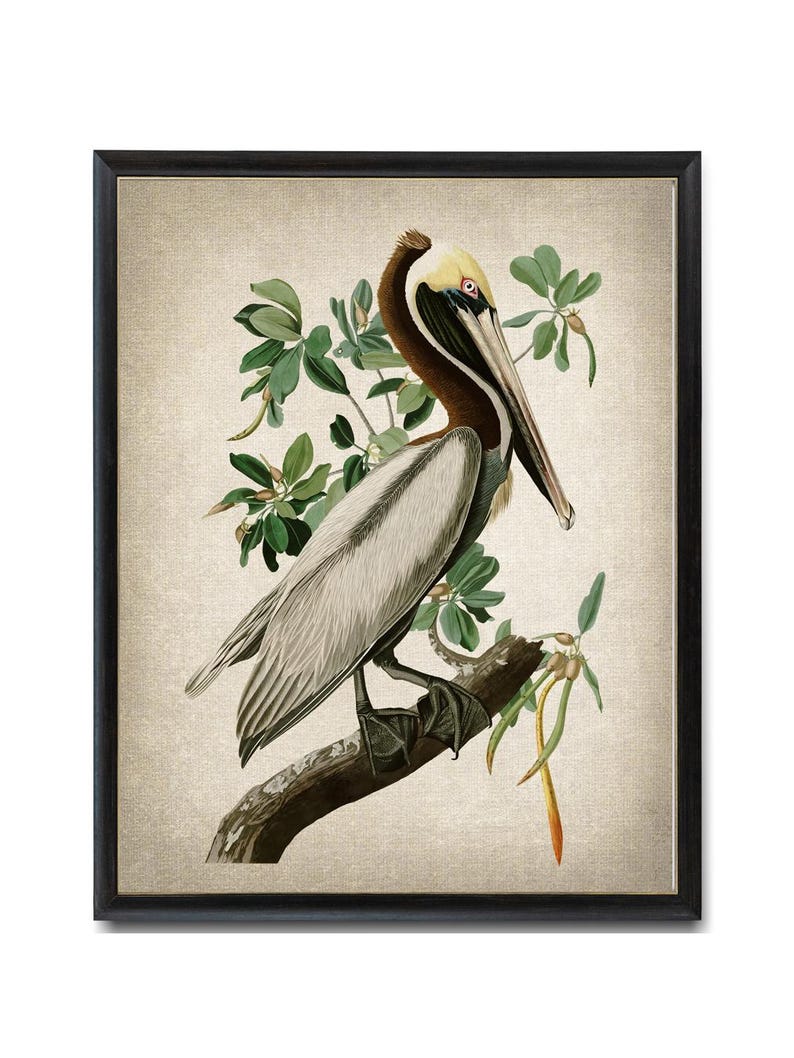 Brown Pelican Art Print, Vintage Audubon Bird Illustration, Printable ...