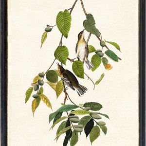 May include: A framed botanical print featuring two birds perched on a branch with green leaves and seed pods. The birds have brown and white feathers. The artwork is set against a cream-colored background and framed in a black frame.