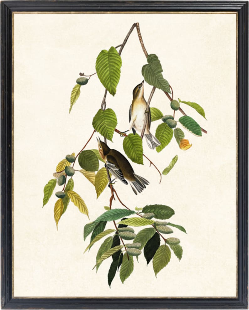 May include: A framed botanical print featuring two birds perched on a branch with green leaves and seed pods. The birds have brown and white feathers. The artwork is set against a cream-colored background and framed in a black frame.