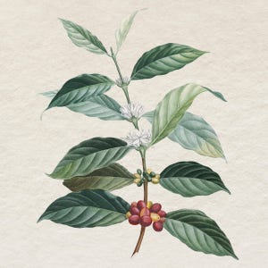 Koffieplant clipart digitale download, vintage botanische illustratie, commercieel gebruik illustraties, transparante achtergrond png-bestand