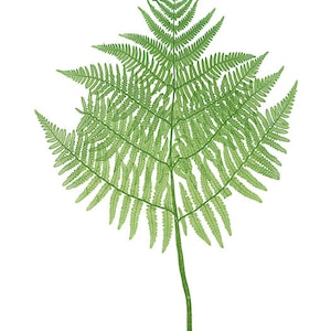 Fern Printable Set of 10, Vintage Illustrations, 5x7 Print Set Ferns ...