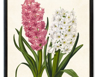 Print Up To 24x30 Inches Pink and White Hyacinth Art Digital Print, Vintage Flower Illustration, Printable Wall Art INSTANT DOWNLOAD