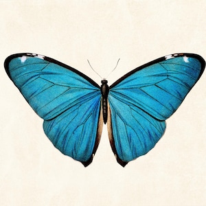 May include: A detailed illustration of a butterfly with vibrant blue wings, outlined in black. The butterfly's wings are spread wide, showcasing intricate vein patterns. The background is a soft, off-white color.
