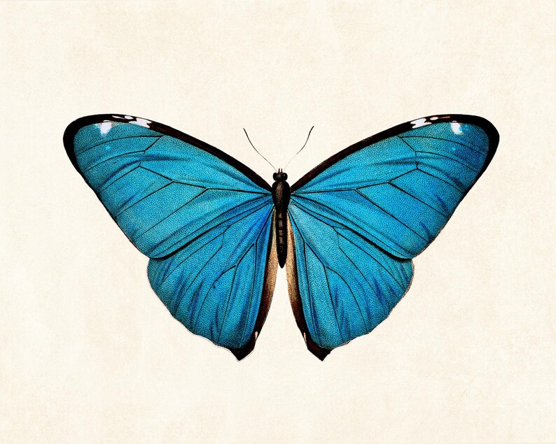 May include: A detailed illustration of a butterfly with vibrant blue wings, outlined in black. The butterfly's wings are spread wide, showcasing intricate vein patterns. The background is a soft, off-white color.