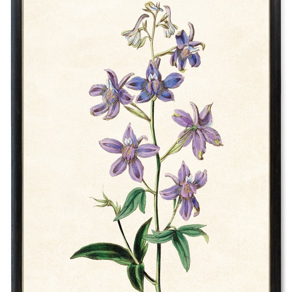Blue and Purple Delphinium Flowers Digital Print, Vintage Larkspur Flower Illustration, Printable Botanical Wall Art