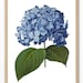 Blue Hydrangea Printable Vintage Illustration Flower Wall | Etsy