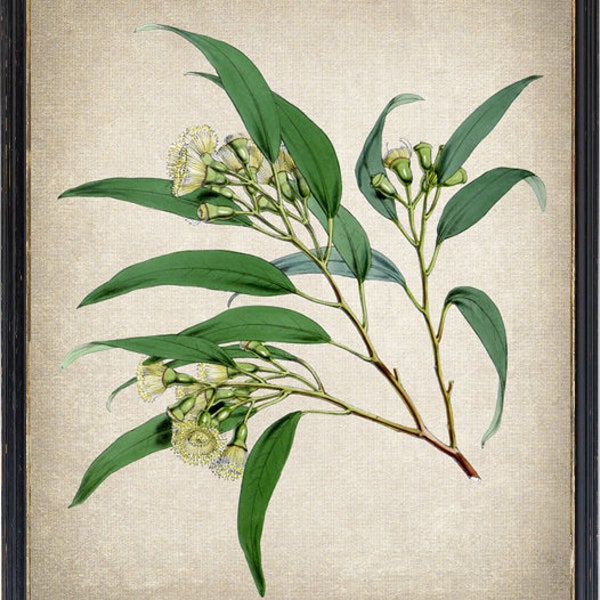 Eucalyptus Botanical Printable, Vintage Illustration, 'Eucalyptus urnigera' Plant Wall Art Print Instant Digital Download