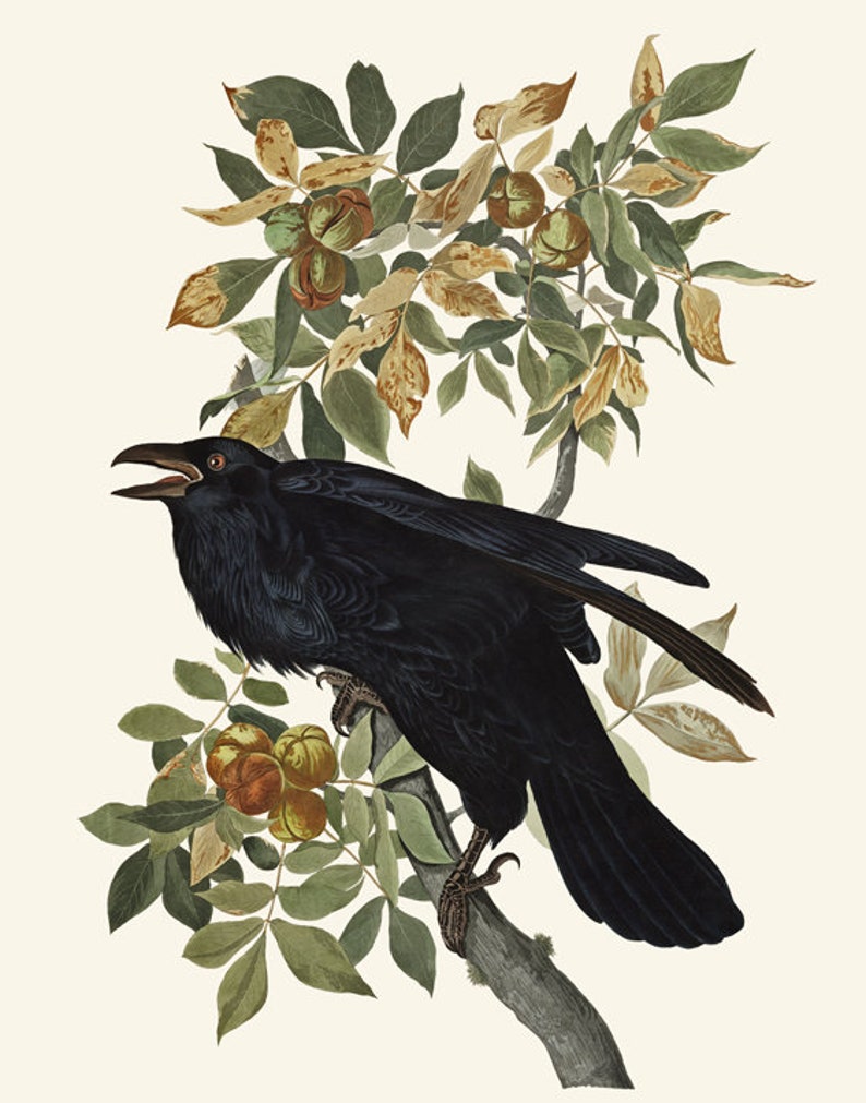 Raven Print Antique Bird Illustration 11x14 Inch Wall Decor | Etsy