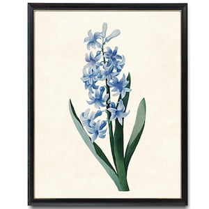 Digital Flower Print, Blue Hyacinth Vintage Illustration, Botanical Wall Art, Instant Download Printable