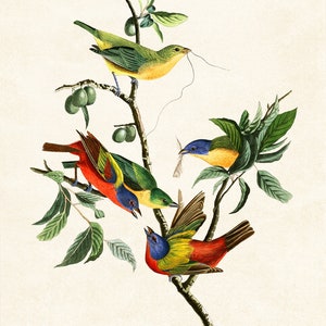 May include: A vintage illustration depicting four colourful birds perched on a branch of a tree with green leaves. The birds are a vibrant mix of red, yellow, blue, and green.