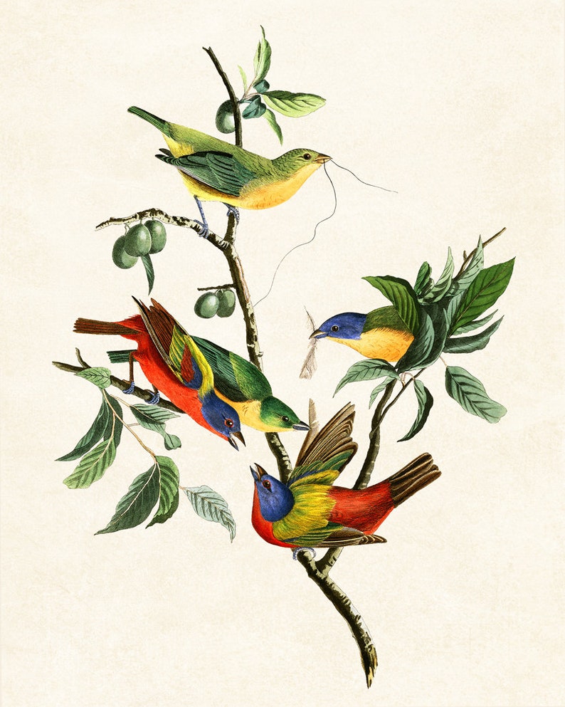 May include: A vintage illustration depicting four colourful birds perched on a branch of a tree with green leaves. The birds are a vibrant mix of red, yellow, blue, and green.