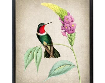 Bird and Botanical Art Print, Merida Sun Angel Hummingbird Vintage Illustration, Digital Wall Art Printable INSTANT DOWNLOAD