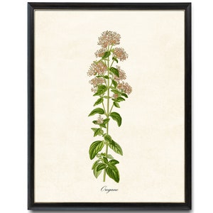 Oregano Flowering Herb / Digital Download 8x10 Art Print / Vintage Herbal Botanical Illustration Printable Kitchen Wall Art