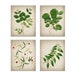 Plant Printable Set of 12, Vintage Botanical Illustrations, Green ...