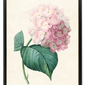 Pink Hydrangea Printable, Vintage Flower Illustration, Botanical Wall Art Print INSTANT DOWNLOAD