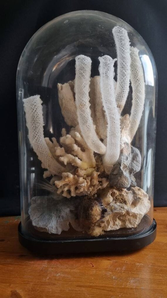 Deep Sea Coral Diorama With Venus Flower Baskets in Antique Etsy