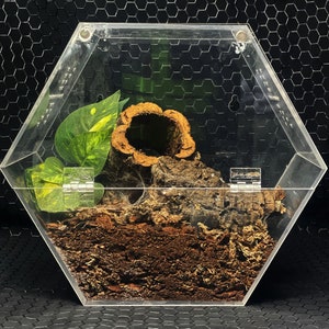 The Hive. Large spider cage, bug cage, custom enclosures, hive customs, arachnid enclosure, bug displays, bug collector, spiders