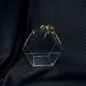 May include: A clear acrylic hexagonal enclosure featuring a hinged lid and ventilation holes along the side, with a brown tarantula resting on the top edge of the structure. The container is constructed from transparent panels joined by small metal screws.