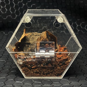 The Hive. Small spider cage, bug cage, custom enclosures, hive customs, arachnid enclosure, bug displays, bug collector, spiders