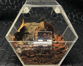 The Hive. Small spider cage, bug cage, custom enclosures, hive customs, arachnid enclosure, bug displays, bug collector, spiders