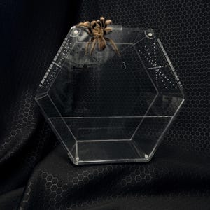 The Hive. Large spider cage, bug cage, custom enclosures, hive customs, arachnid enclosure, bug displays, bug collector, spiders