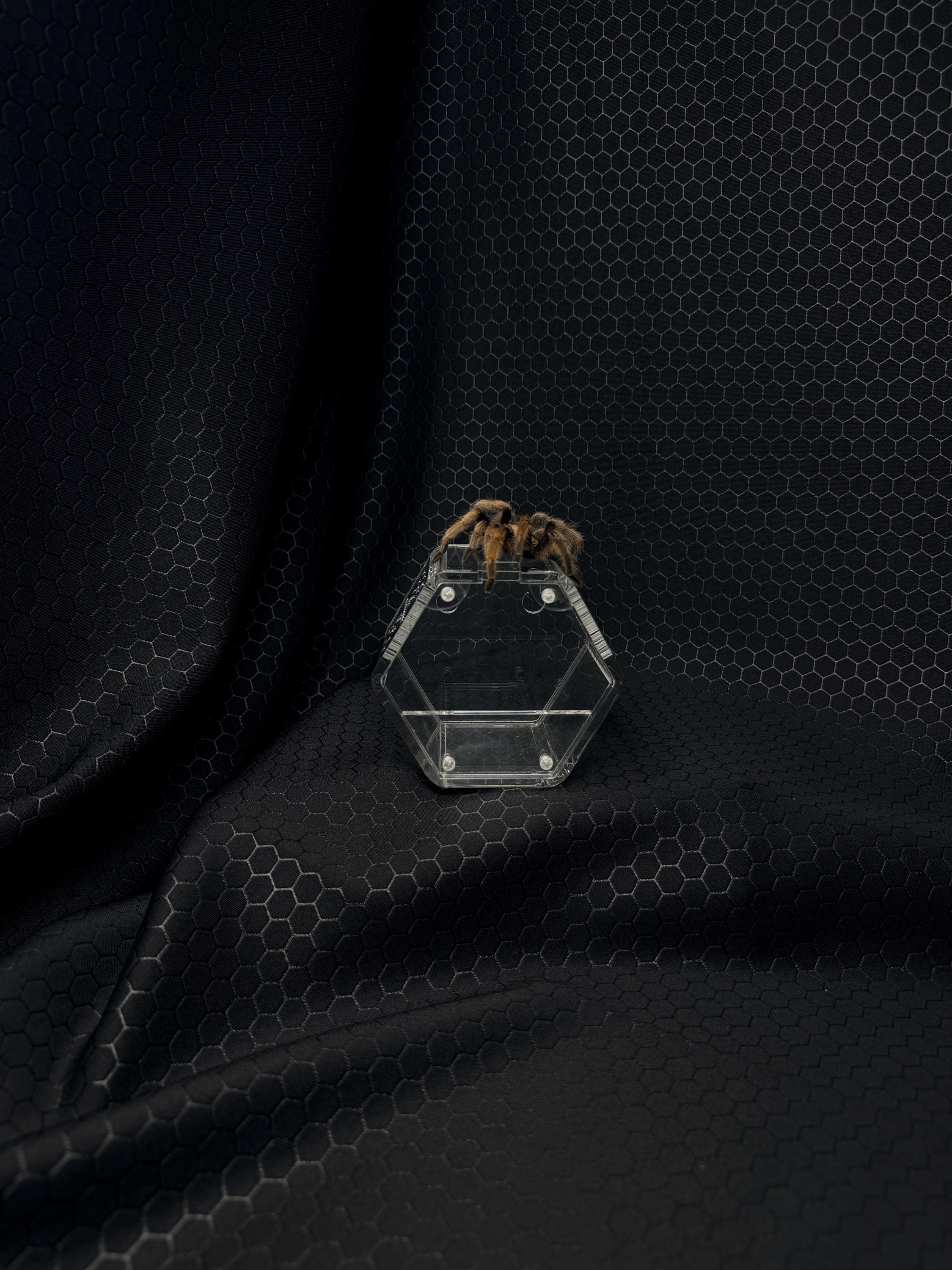Spider Habitat Decor