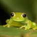 see more listings in the Frogs section