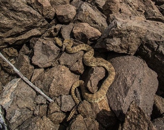 Late Sleeper -- photo print, Prairie Rattlesnake basking outside his rocky overwintering den