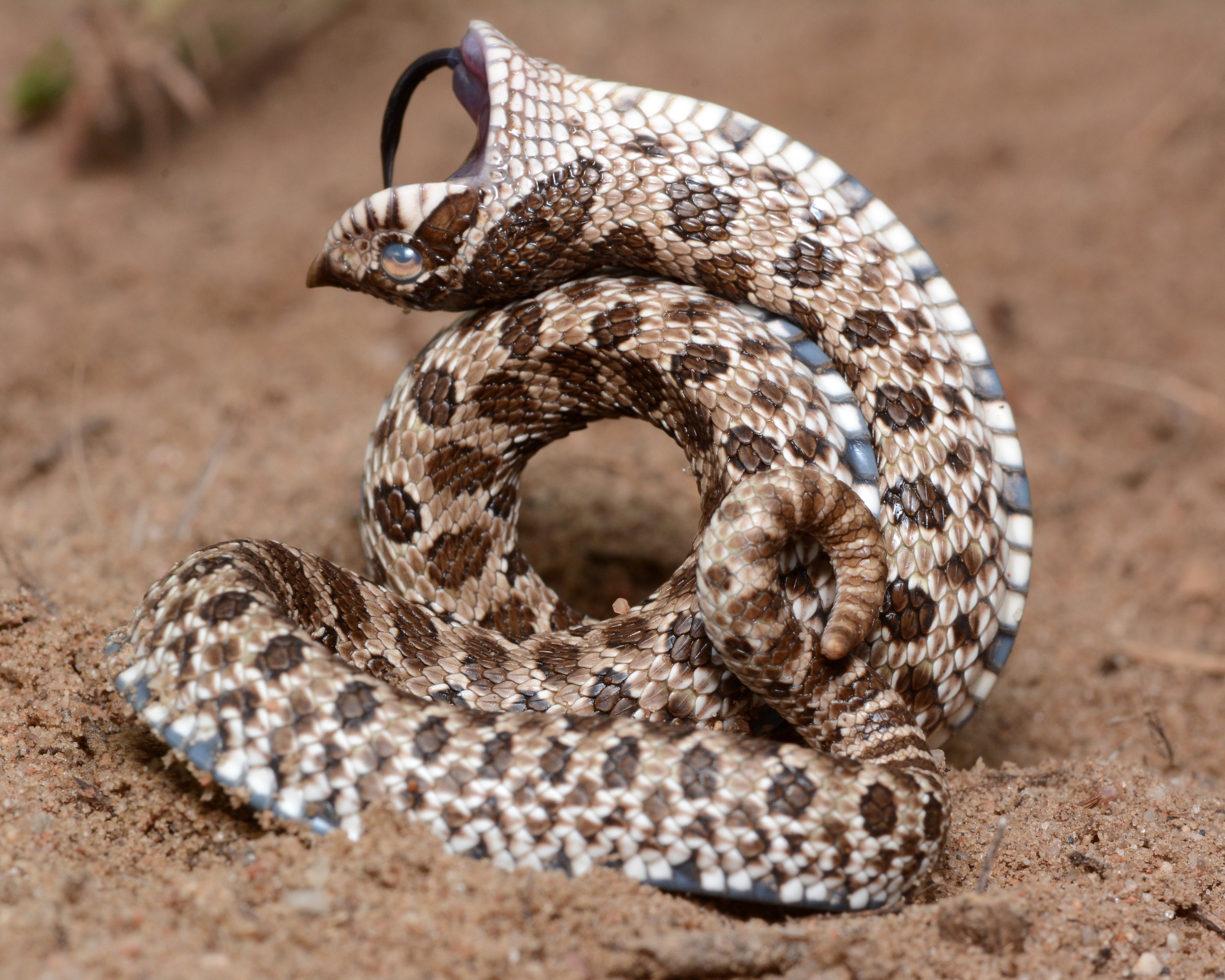 Baby hognose snake plays dead so well, baby