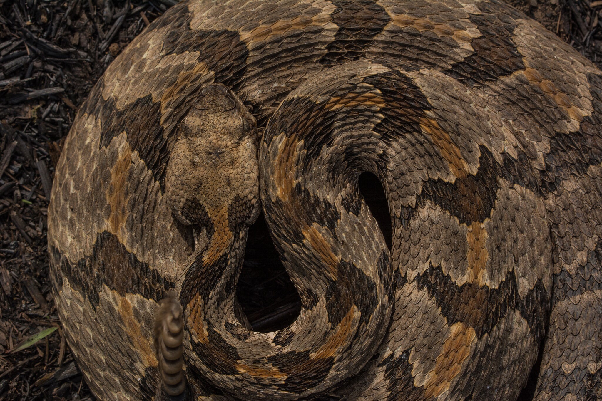 Buy Timber Rattlesnake Photo Print, a Timber Rattlesnake Lies Coiled in