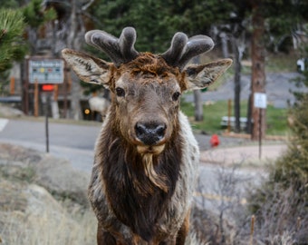 Young Bull in Velvet -- Rocky Mountain Elk in Colorado, wildlife print, nature print