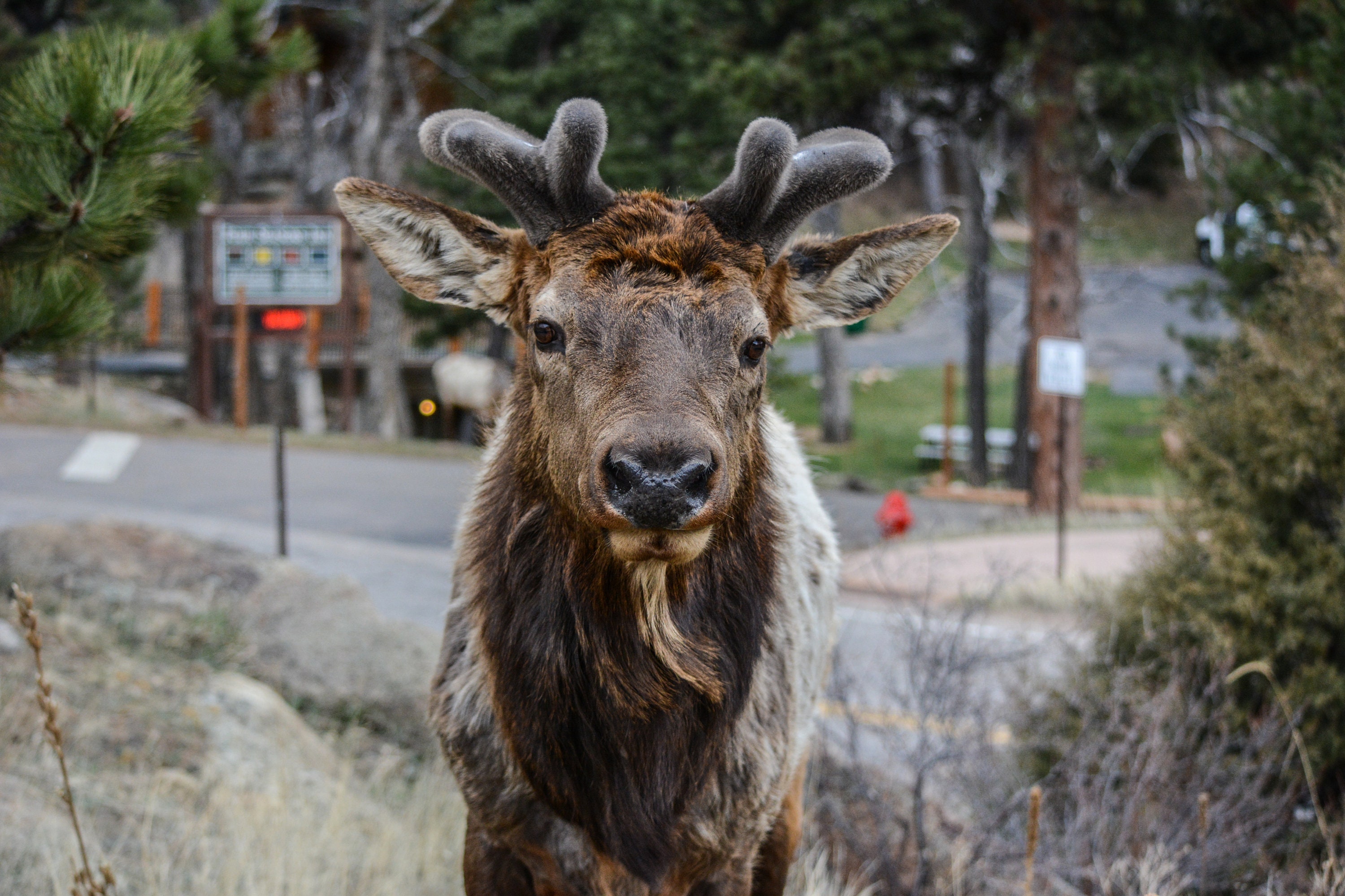 Rocky　Velvet　in　Young　Bull　Etsy　in　Mountain　Elk　Colorado